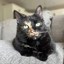 Keeta Cat Icon