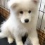 COBIE'S DOG Icon