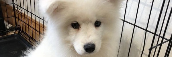 COBIE'S DOG Token Header