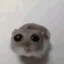 悲伤的仓鼠 Icon
