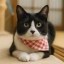 饭团猫 ONIGIRI CAT Icon