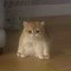 蛙猫 Icon