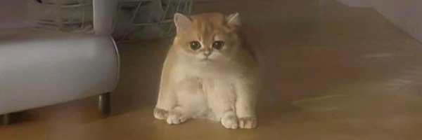 蛙猫 Token Header