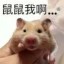 鼠鼠我啊 Icon