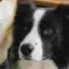 Groki Icon