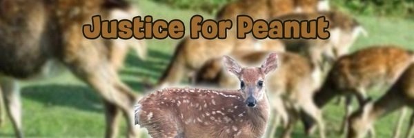 Justice for Peanut Token Header