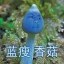 蓝瘦香菇 Icon