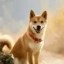 中华田园犬 Icon