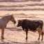 BullHorse Icon
