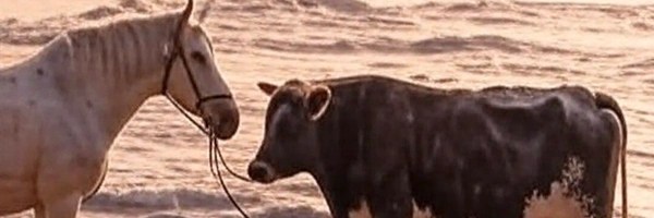 BullHorse Token Header