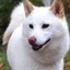 超级狗 Icon