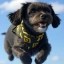 Binance new dog Icon