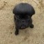 Barney Icon