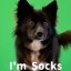Giggle Academy Dog Icon