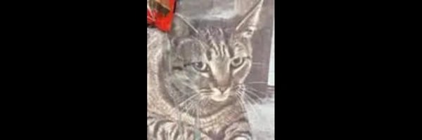 Justice For KitKat Token Header