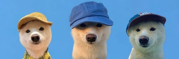 带着帽子的狗 Token Header