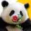 HuaHua Icon