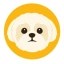 Shih Tzu Icon