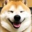 Ranmaru the Shiba Dog Icon