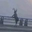 chill deer Icon