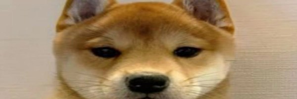 It's just a Dog Token Header