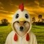 Cock Inu Icon