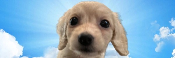 a dog in a world of tech Token Header