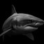 The Shark Icon