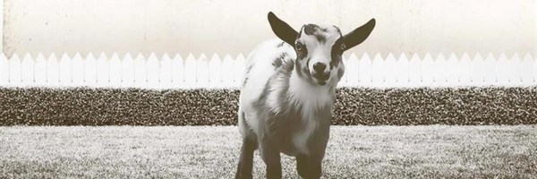 Porsche Lane the Goat Token Header