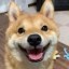 Just a Dog Icon