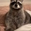 Rolo The Raccoon Icon