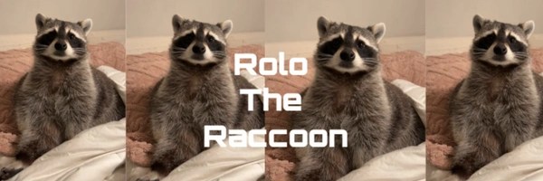 Rolo The Raccoon Token Header