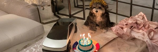 Elon Musk's Dog Token Header