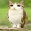 meowl Icon