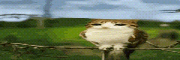 meowl Token Header