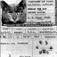 Herman The Cat Icon