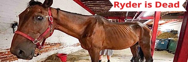 Justice for Ryder Token Header