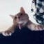 Iryna's cat Icon