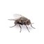 fly Icon