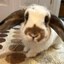 Solport Tom's bunny Lola Icon