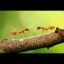 ant smuggling Icon