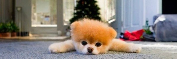 COZY Token Header