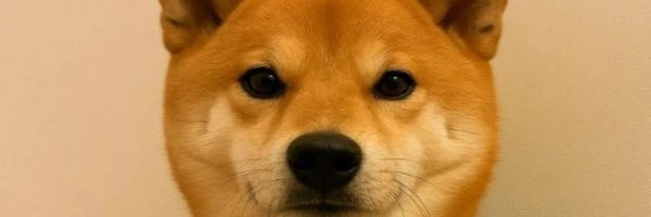 Dog In Vest Token Header