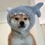 sharki Icon