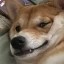 Trollface Doge Icon