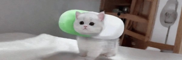 pumpfun pussies Token Header