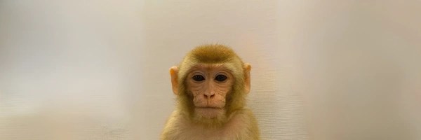 It’s just an Ape Token Header