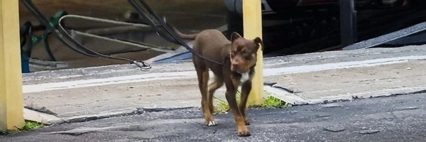 The Cloned Dog Token Header