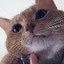 Iryna's cat Icon