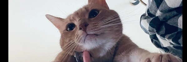 Iryna's cat Token Header